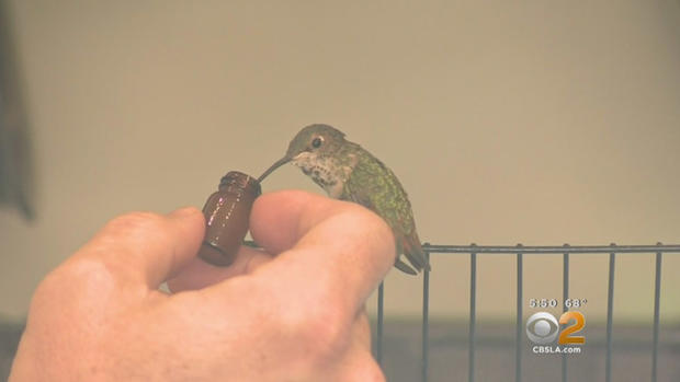 Tiny Hummingbird 