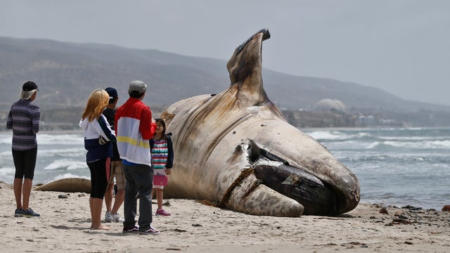 A crowd gathers around the massive carcass of a whale at a popular California surfing spot April 26, 2016, in San Clemente, Calif. 