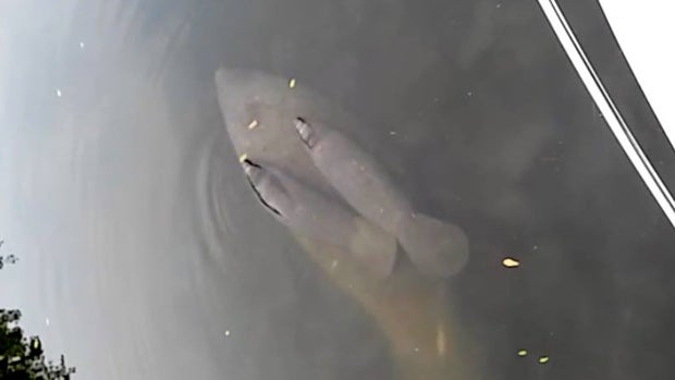 Manatee Tomo-Bella swims in waters near Sarasota, Florida, with her rare twins April 15, 2016. 