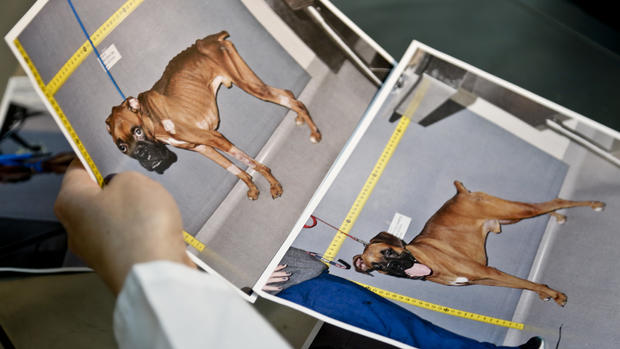 CSI vets battle pet abuse 