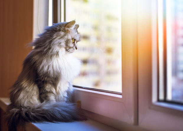 cat window 