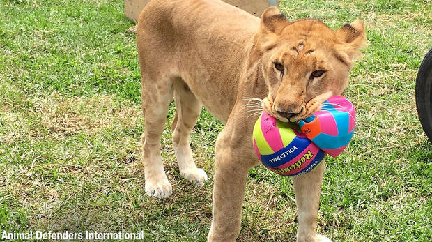 Lions Rescue From Colombia, &amp; Peru 