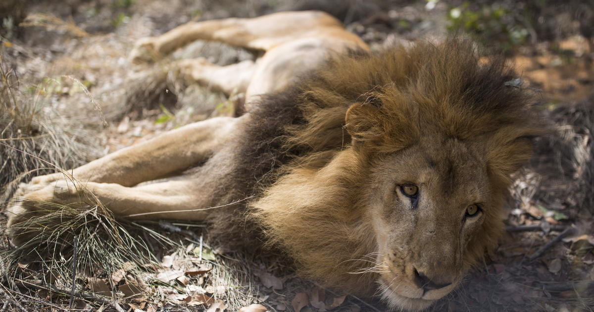 Rescued circus lions from Peru and Colombia to live in Colorado