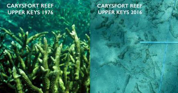UM scientists do the job to maintain South Florida’s coral right after soaring ocean temps set them at chance UM scientists do the job to maintain South Florida’s coral right after soaring ocean temps set them at chance