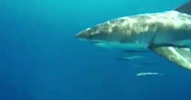 Florida teens capture great white shark encounter on GoPro video CBS News