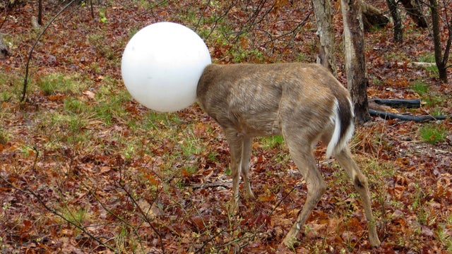 deer-stuck.jpg 