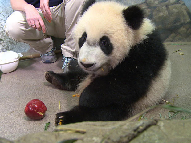 panda-bei-bei-with-apples.jpg 
