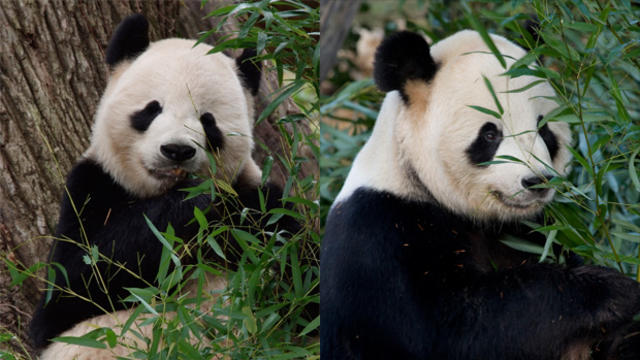 mei-xiang-and-tian-tian-620.jpg 