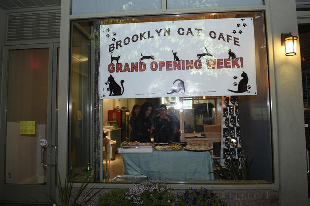Brooklyn Cat Cafe/Photo: Jill Nelson 