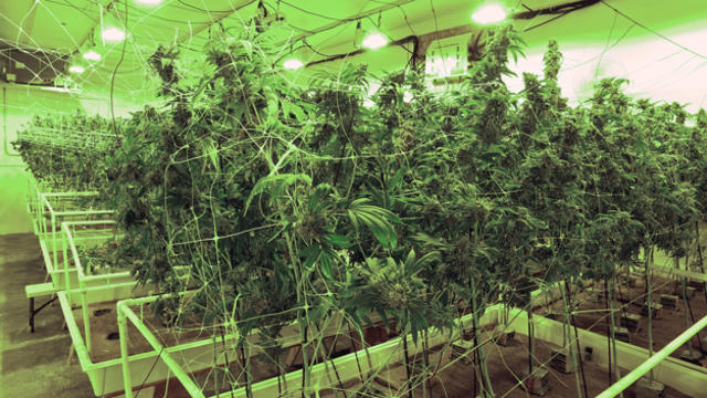 marijuana-grow-pomona.jpg 