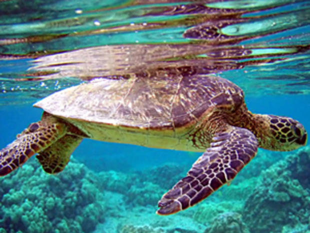 Sea Turtle (credit: Randy Yagi) 