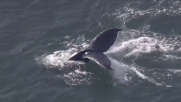Marine biologists say humpback whales have been swimming into San Francisco Bay in unprecedented numbers during the first half of May 2016. 