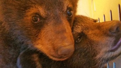bear1.jpg 