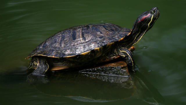 turtle-generic-photo-by-justin-sullivan-getty-images.jpg 
