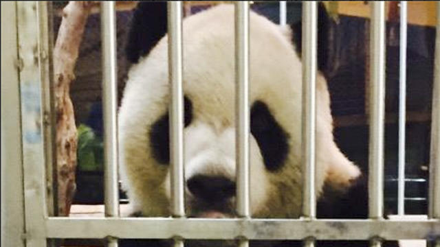 In this photo made available by the Taipei Zoo on May 18, 11 year old panda from China named Tuan Tuan is seen sitting upright in his cage behind recent local newspaper front pages at the Taipei Zoo 