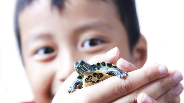 boy-with-turtle.jpg 