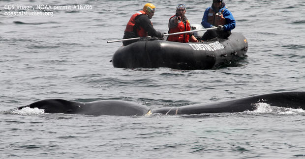 humpback whale rescue 