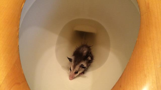 baby-opossum.jpg 
