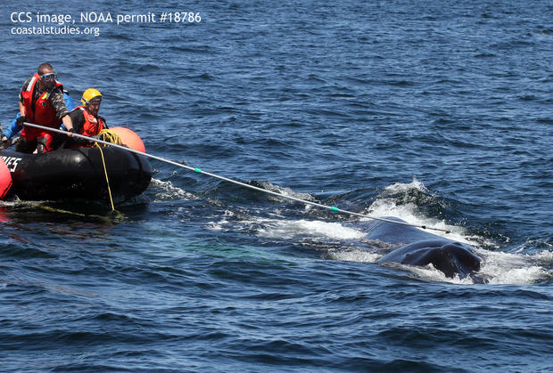humpback whale rescue 