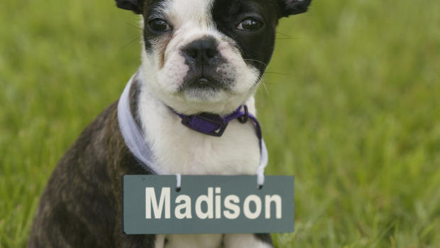 19 Apr 2002: Martina Navratilova's Boston Terrier puppy Madison plays in the grass during the Family 