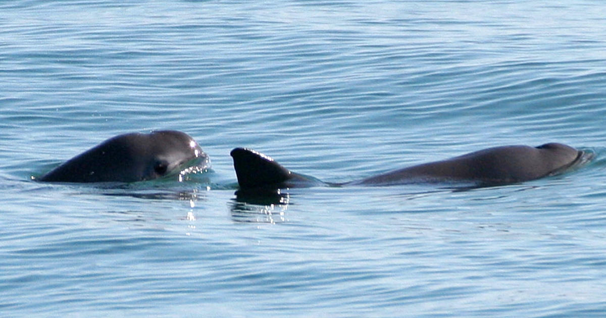 Vaquita porpoise: Sea mammal on brink of extinction targeted by 