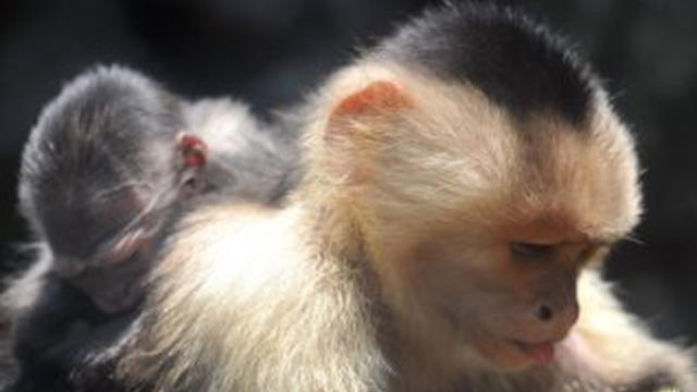 capuchin_monkey_0522.jpg 