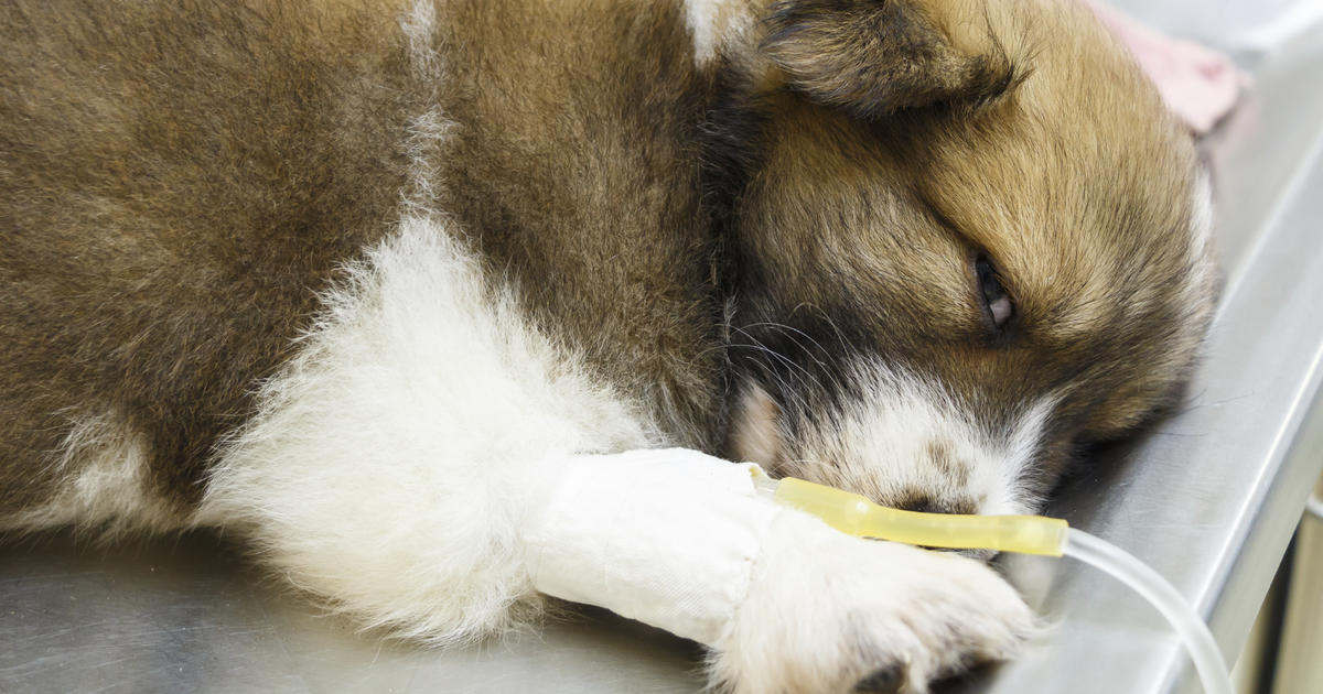 The 7 foods most likely to make your pet sick