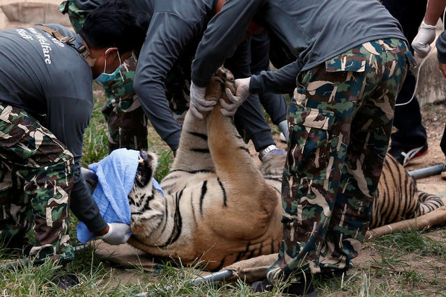 petition: Save tigers from the Thai temple where 40 frozen dead tiger cubs  were found