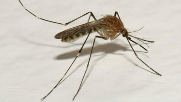 Culex tarsalis mosquito 