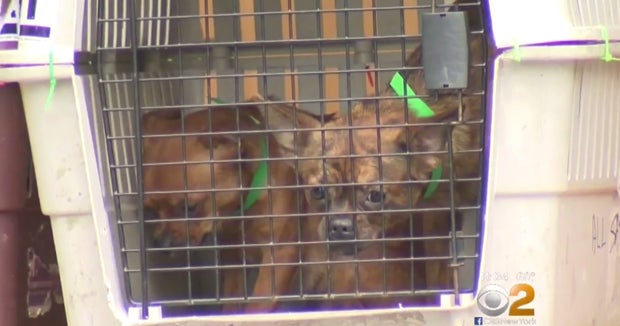 Hundreds of dogs rescued from New Jersey house CBS News