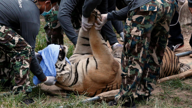 Thailand's Tiger Temple raid 