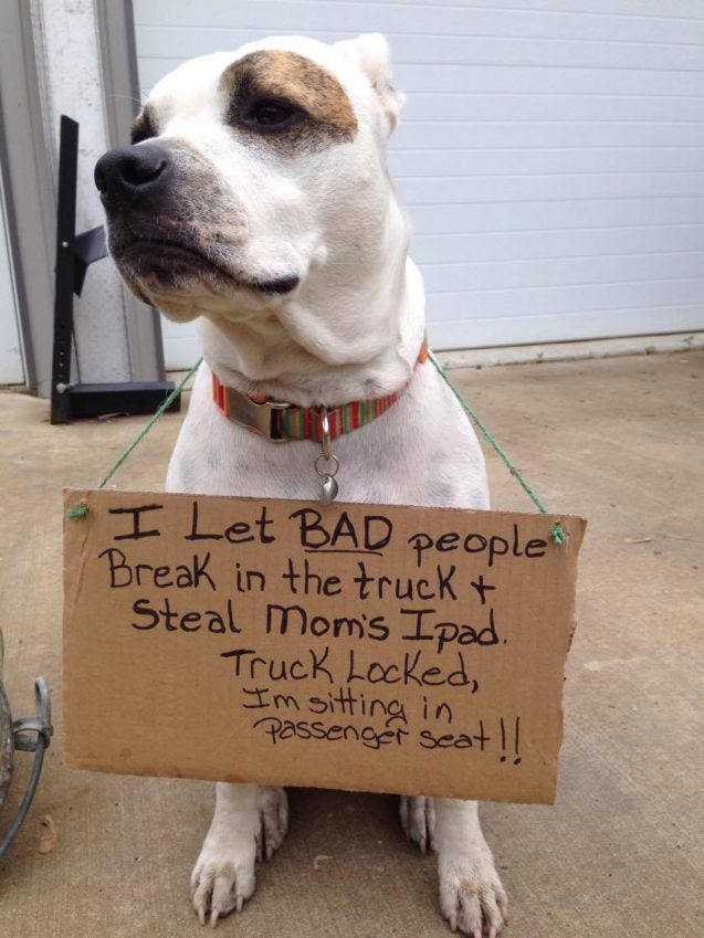 Funny dogs clearance with signs