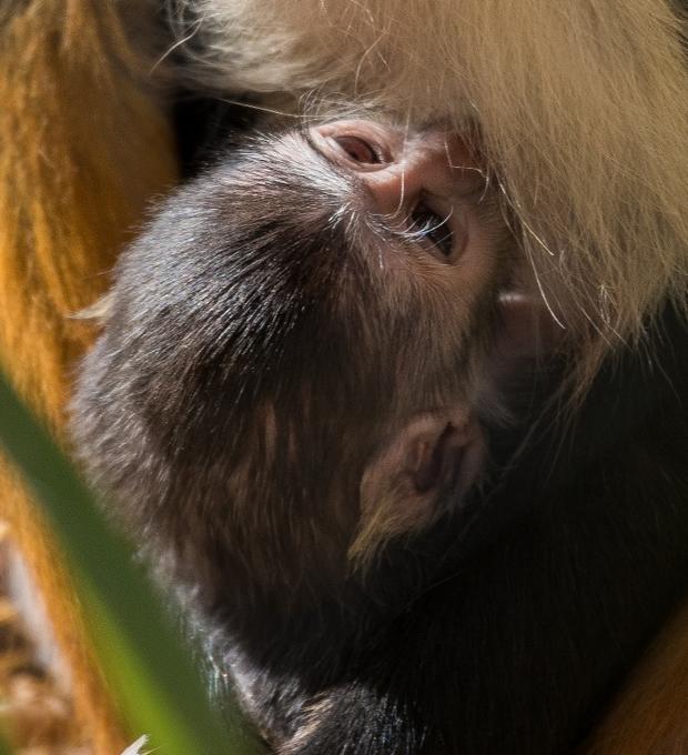 newborn monkey (2) 