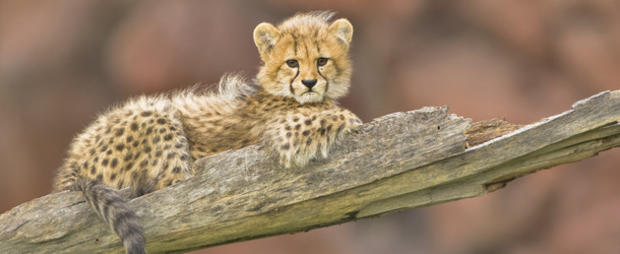cheetah cub 