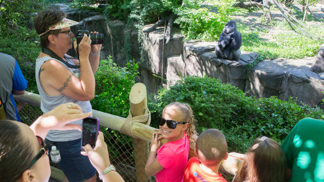 Bengals 22-9 while Harambe was in the Cincinnati Zoo, are 21-42