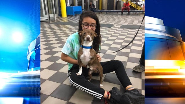 lost-dog-reunited.jpg 