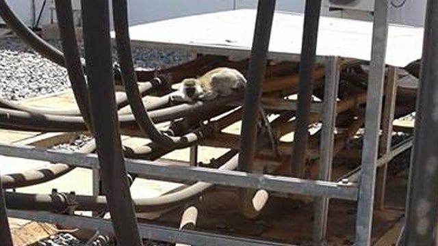 ​In a photo released by Kenya's KenGen power company, a monkey that caused a three hour blackout is seen at Gitaru Power Station 
