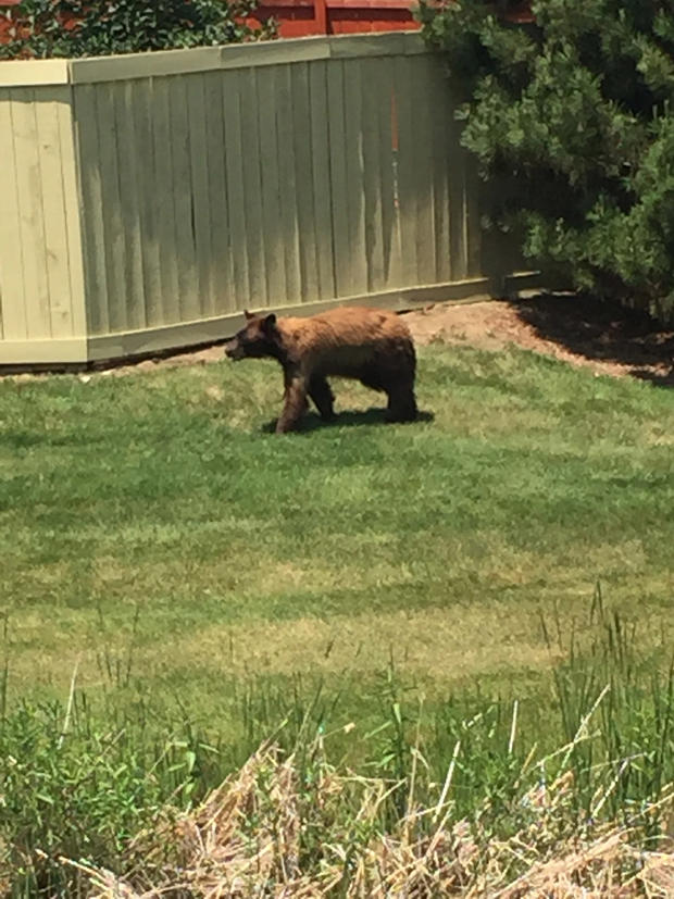 bear neighborhood 