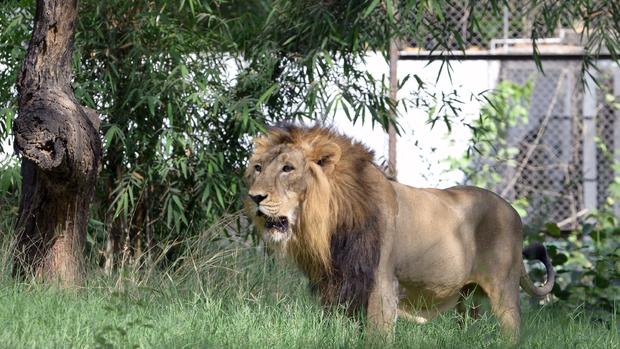 Last lions in India 