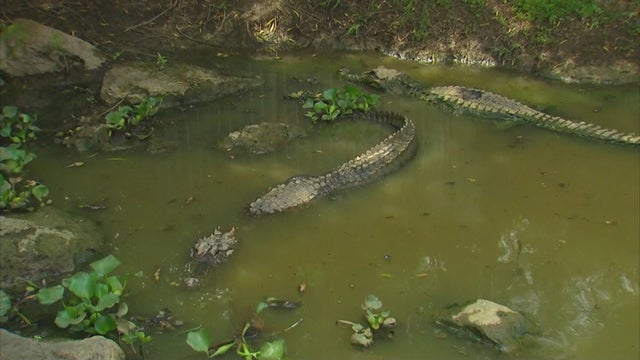 mw-gator-3.jpg 