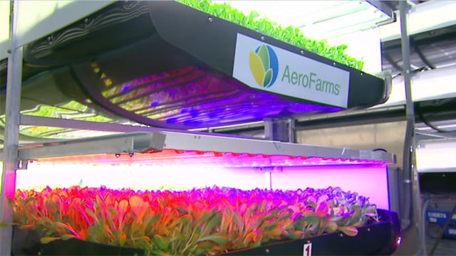Seen At 11: Vertical Farming Is Revolutionizing The Way We Grow 