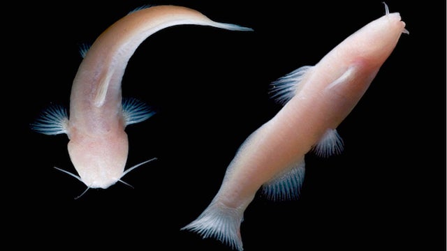 blind-catfish.jpg 