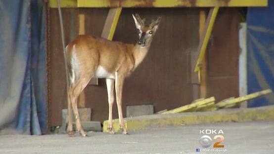 deer.jpg 