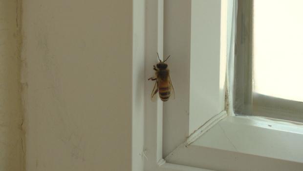 BEES IN WALLS 6PKG.trans9fer 