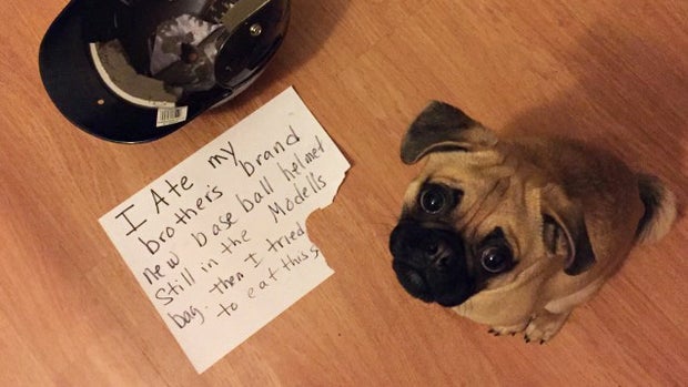 Hilarious dog shaming