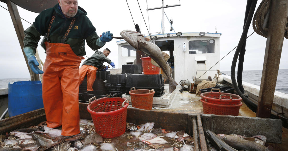 Historic New England fishing industry faces warming world - CBS News