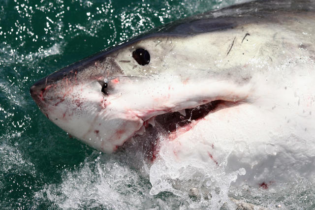 thresher shark attacks on humans