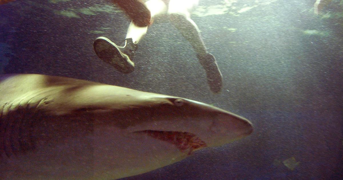 hammerhead shark attacks