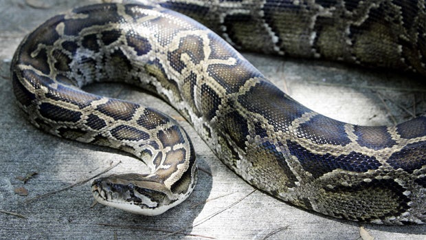 A 12-foot Burmese python that was captured in the backyard of a home slithers on the ground at its new home at the A.D. Barnes Park on Oct. 10, 2005, in South Miami, Florida. 
