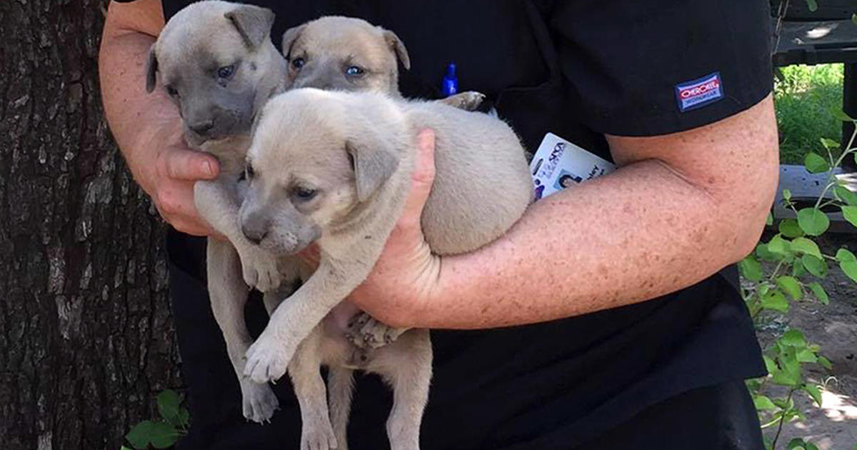 SPCA Seizes 15 Cruelly Treated, Neglected Animals - CBS DFW
